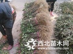 哪里批发花椒苗  山西直销价格好