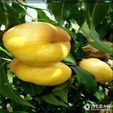 哪里有嫁接桃樹苗 桃樹苗價格 桃樹苗栽植新技術(shù)