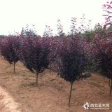 6公分紅葉李市場價格公布