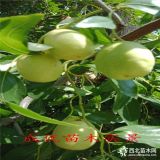 一公分棗苗多少錢(qián)一棵,冬棗樹(shù)苗怎么賣(mài)？,求購(gòu)棗苗棗樹(shù)棗樹(shù)苗