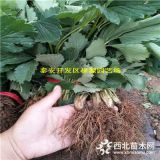 草莓苗价格  桃熏草莓苗批发 草莓苗出售基地