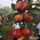 2公分早酥紅梨苗 二公分玉露香梨樹(shù)苗價(jià)格 二公分黃金梨苗基地