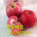 二公分紅肉蘋(píng)果苗價(jià)格 三公分紅肉蘋(píng)果樹(shù)苗基地 四公分蘋(píng)果樹(shù)