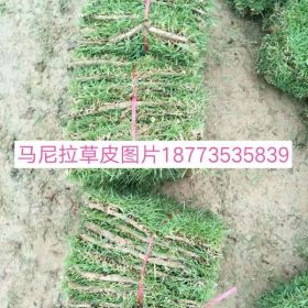 湖北草皮价格=武汉草皮=襄阳草皮=种植基地