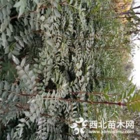 大红袍花椒苗价格？？1年大红袍种植采购基地