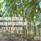 南陽毛桃苗 南陽毛桃苗價(jià)格 南陽毛桃苗基地