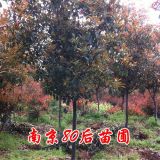 10公分高桿紅葉石楠樹價(jià)格多少錢