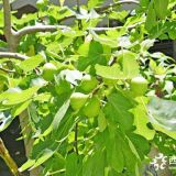 無花果苗怎樣管理  無花果苗多少錢