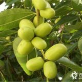 棗樹(shù)苗品種選擇  棗樹(shù)苗哪里有，多少錢(qián)一棵