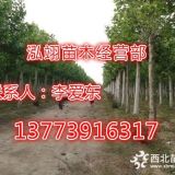 法桐小苗价格1米价格