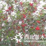 現(xiàn)在1年花椒苗價(jià)格多少錢