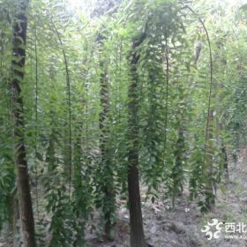 龙抓槐批发基地 龙抓槐种植在哪里