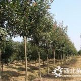 南京紅葉石楠 紅葉石楠價(jià)格、多少錢(qián)一棵