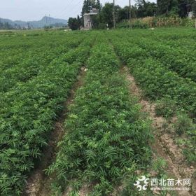 無刺藤椒苗培育基地，負責(zé)種植技術(shù)培訓(xùn)