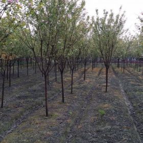 樱花批发基地 樱花苗木出售 樱花价格 樱花图片