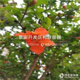 哪里有紅如意軟籽石榴苗賣、紅如意軟籽石榴苗價格是多少