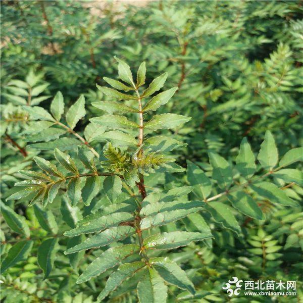 大紅袍花椒苗價(jià)格