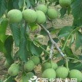 核桃苗樹什么時(shí)候種植好？一畝地種多少棵？多少錢一株？