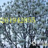 直徑20公分粗白玉蘭自然型價(jià)格哪里便宜