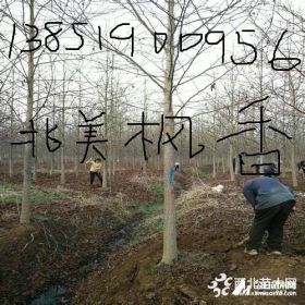 13公分11公分移植北美枫香产地价格