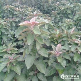 梨树苗那有 附近梨苗基地 梨树苗种植技术介绍