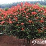 冠幅1米紅葉石楠球光球價格石楠集散地供應簡介