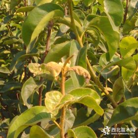 梨树苗价格哪卖梨树苗梨树苗种植基地