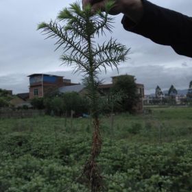 广西杉木苗种植方法速生杉木苗价格多少钱一棵