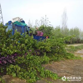 红梨树苗报价求购红梨树苗 红梨树苗多少钱一棵