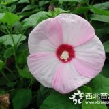 河北保定大花秋葵1-3年生苗木批發(fā)價(jià)格