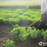 河北保定宿根福祿考5-10芽 批發(fā)價格