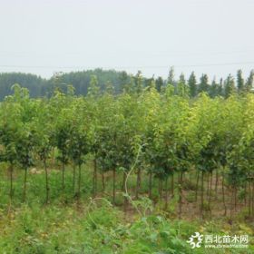 红梨树苗基地 哪里有卖红梨树苗的 红梨树苗几年挂果