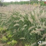 河北保定狼尾草高度20-50公分批發(fā)價格