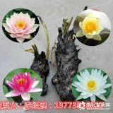 大量供應(yīng)水生荷花苗價(jià)格大量出售