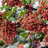 大紅袍花椒苗，花椒苗，臨沂花椒苗，山東花椒苗