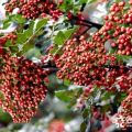 大紅袍花椒苗，花椒苗，臨沂花椒苗，山東花椒苗