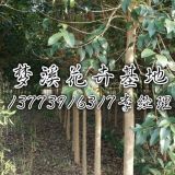 8公分大葉女貞價(jià)格/江蘇8公分大葉女貞價(jià)格