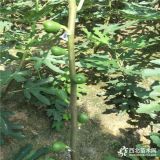 无花果种植技术 无花果什么时候结果 无花果价格