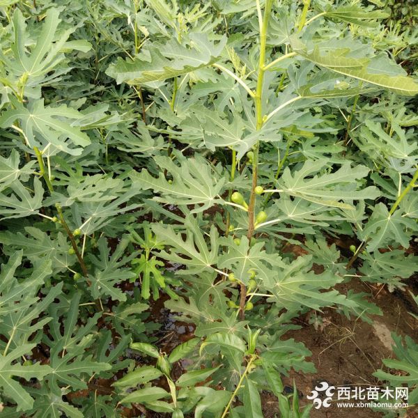 布兰瑞克无花果苗价格