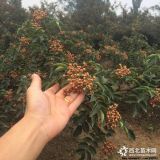 花椒苗哪個品種好？山西大紅袍花椒苗批發(fā)