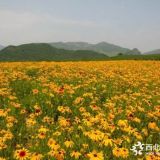 河北保定明遠苗圃場高度20-40公分黑心菊價格