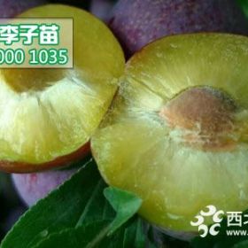 脆红李树苗价格,1-3公分脆红李子苗种植基地