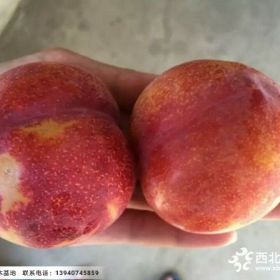 大紅袍李子苗2018秋季價格