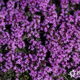 百里香草花基地  百里香批发出售  百里香价格  百里香图