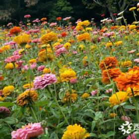 百日草价格  百日草草花基地 百日草大量出售