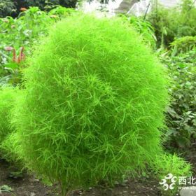 地肤草花批发基地 地肤价格 地肤大量出售 地肤图片