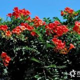 河北保定凌霄花1-2年苗價格多少？