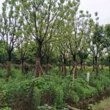 哪里有香樟多少钱一棵 香樟种植基地