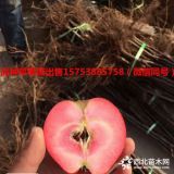 红肉苹果苗、红肉苹果苗价格、红肉苹果苗多少钱一棵