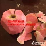 紅肉蘋果苗批發(fā)、紅肉蘋果苗批發(fā)價格、紅肉蘋果苗批發(fā)多少錢一株